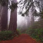 Redwoods National Park