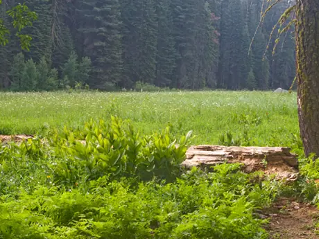 Cottonwood Campground